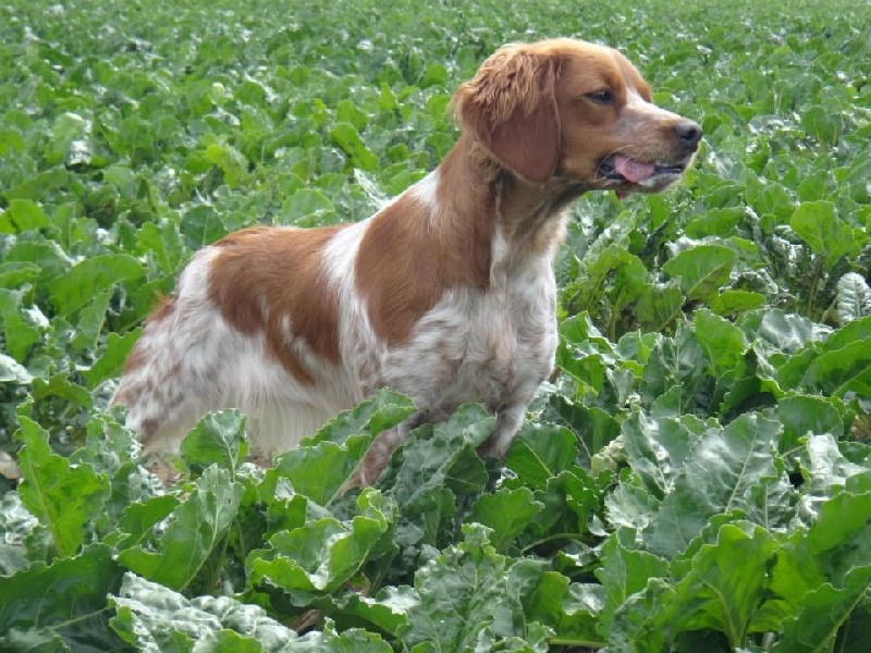 Jeep de la plume picarde
