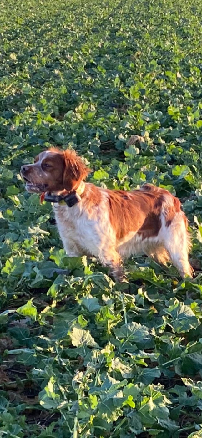 Adel du Clan des Perdrix