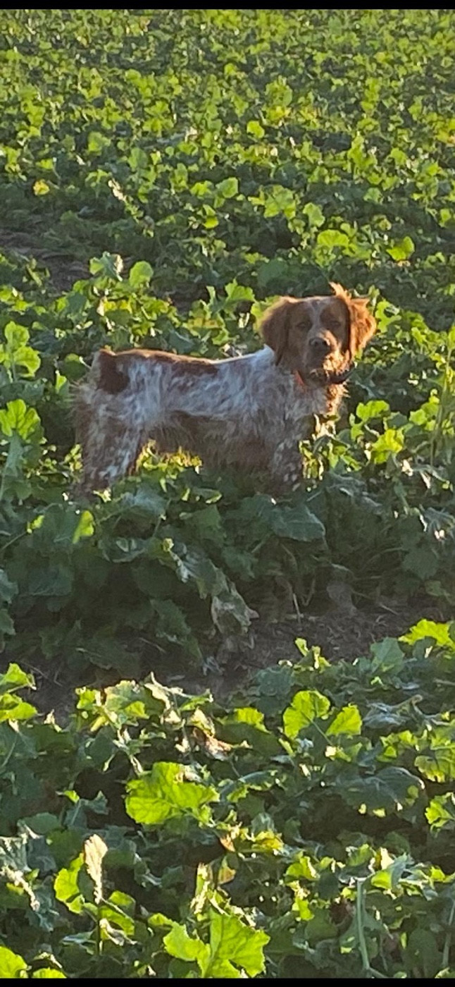 Asko Du pays d'artois