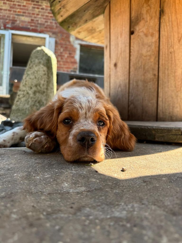 Adel du Clan des Perdrix