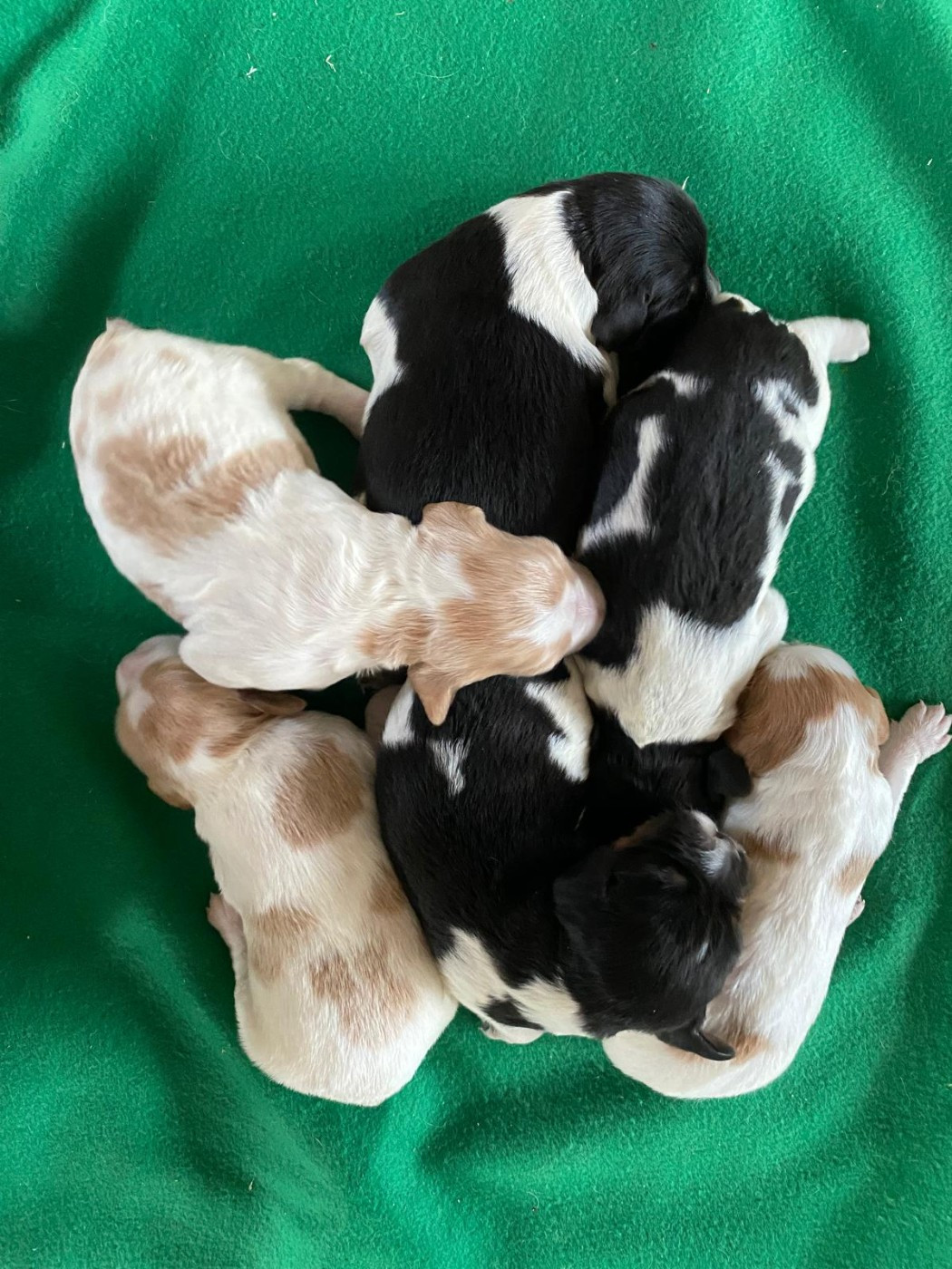 NAISSANCE - Décembre 2025 : Reine du pays d'Artois x Tex du chemin du sel