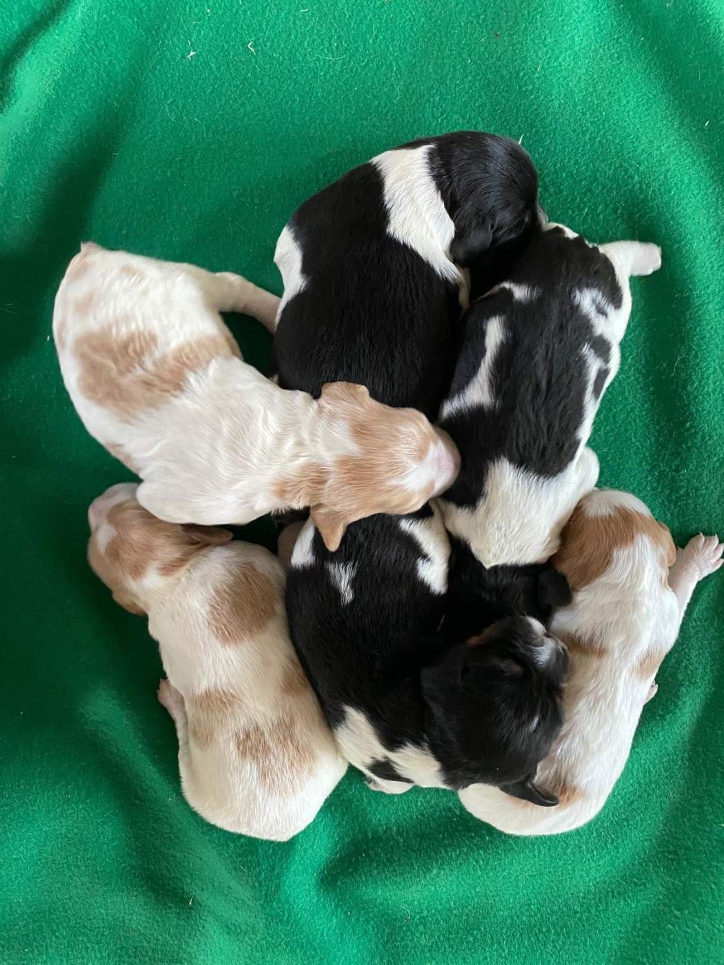 Chiot Epagneul Breton Du pays d'artois