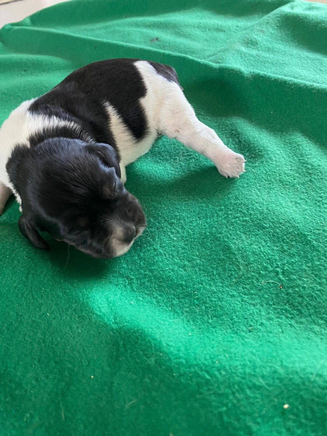 Du pays d'artois - Chiots disponibles - Epagneul Breton