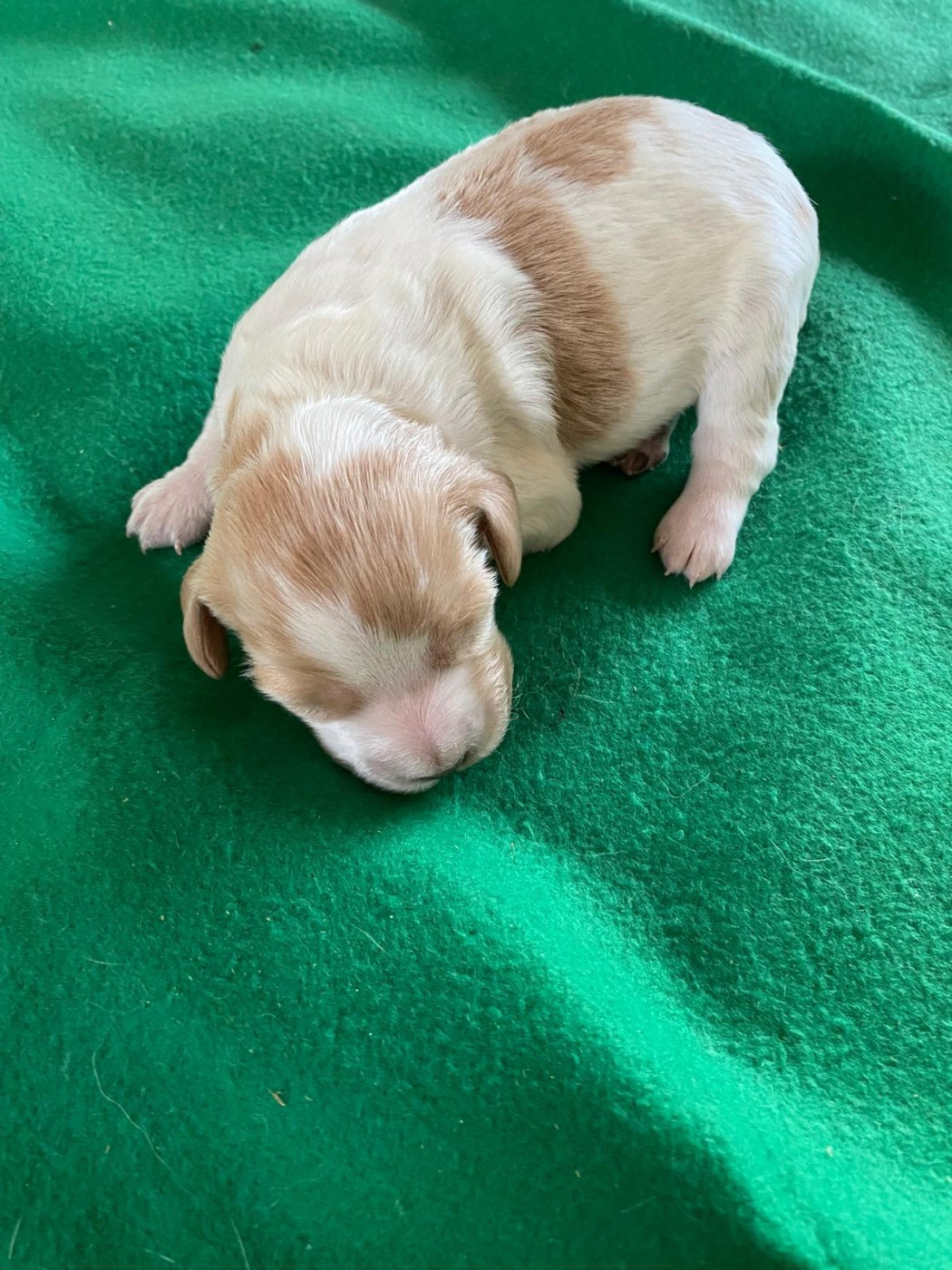 Du pays d'artois - Chiots disponibles - Epagneul Breton