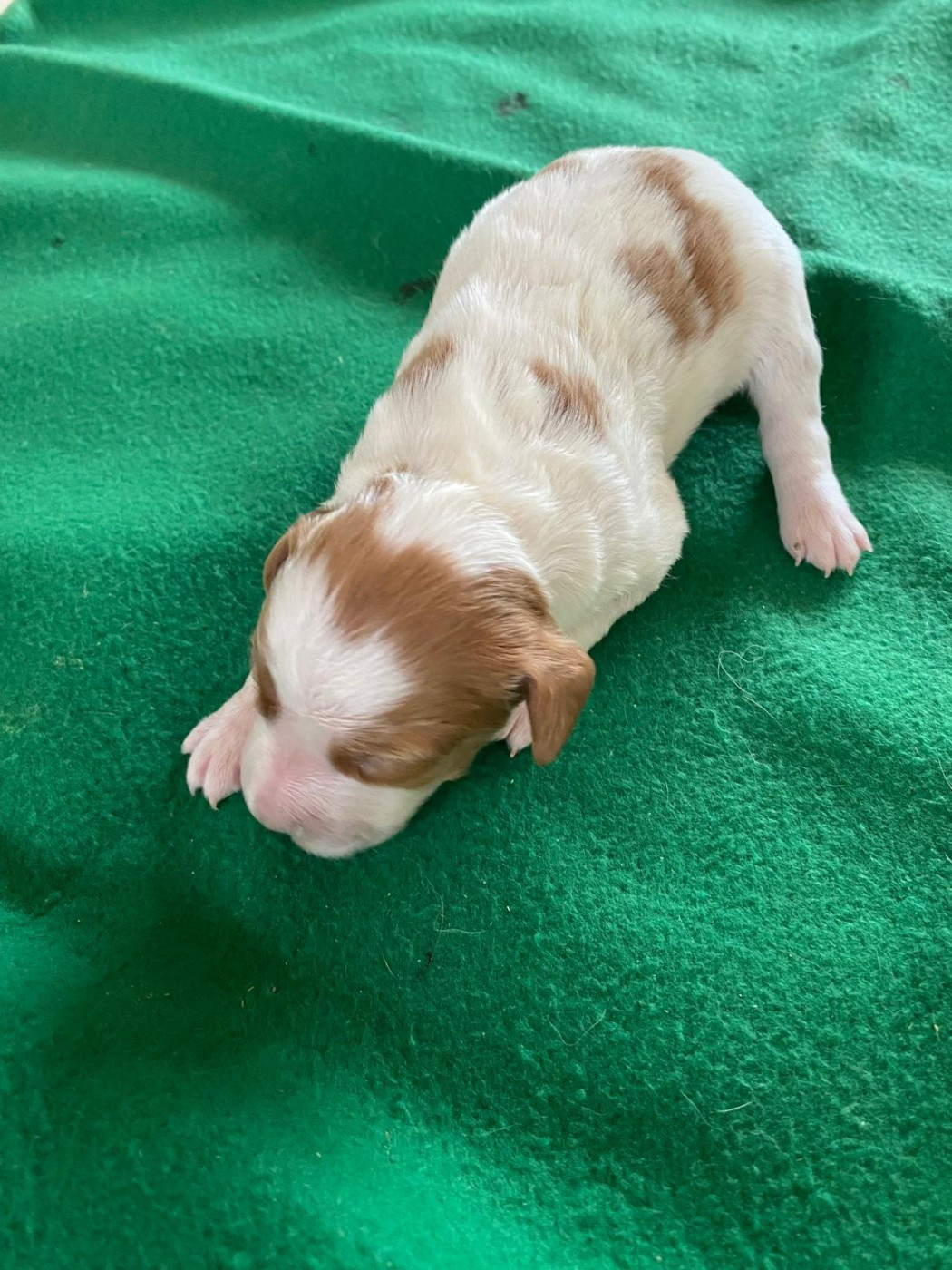 Du pays d'artois - Chiots disponibles - Epagneul Breton