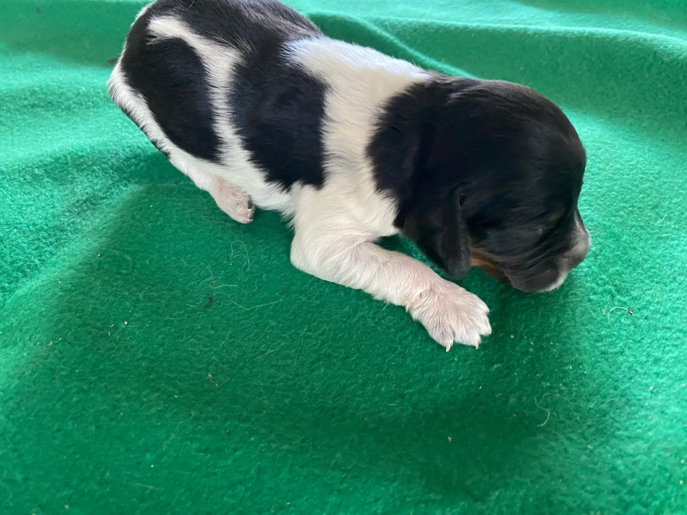 Du pays d'artois - Chiots disponibles - Epagneul Breton
