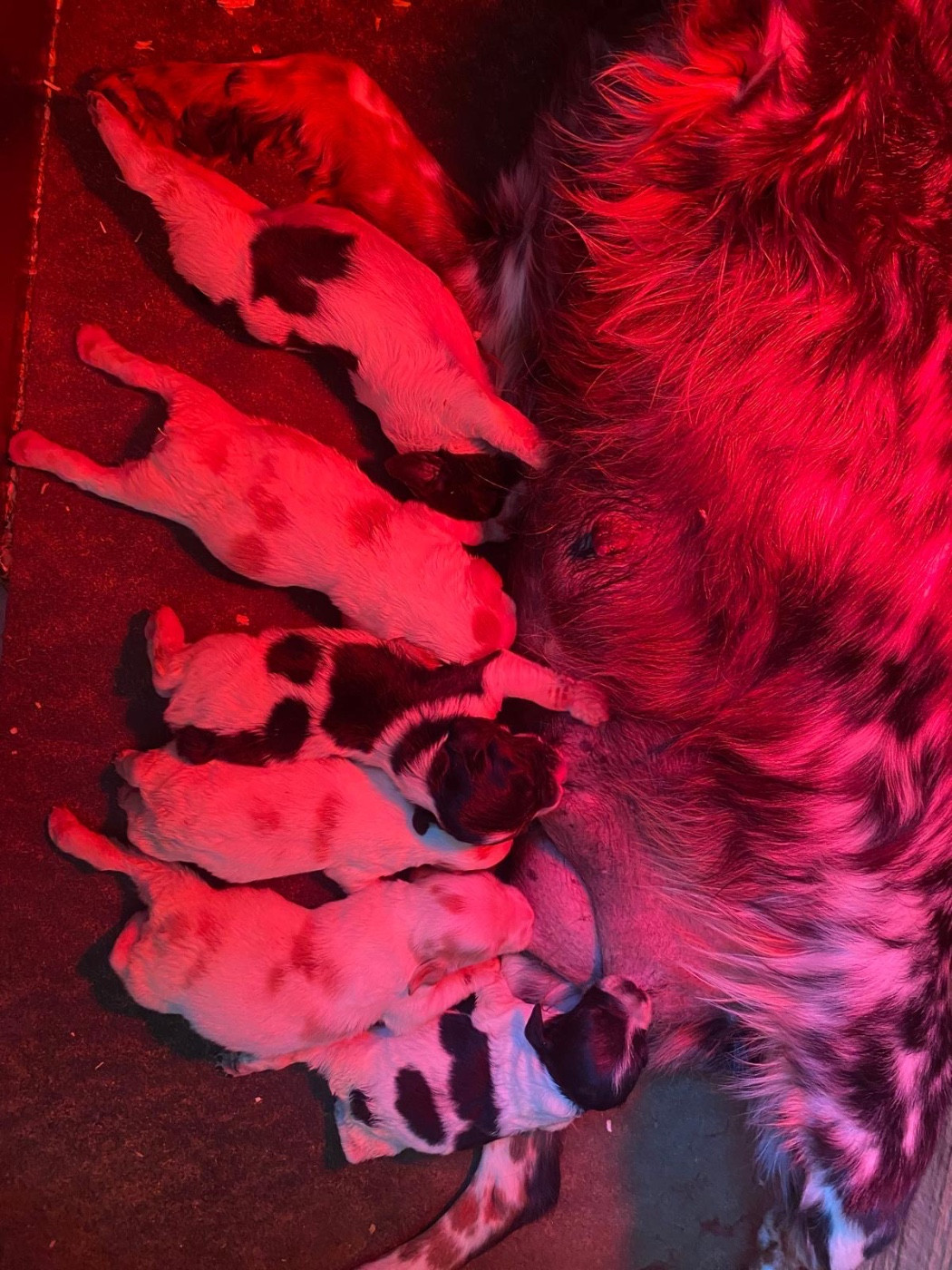 Du pays d'artois - Epagneul Breton - Portée née le 09/03/2026