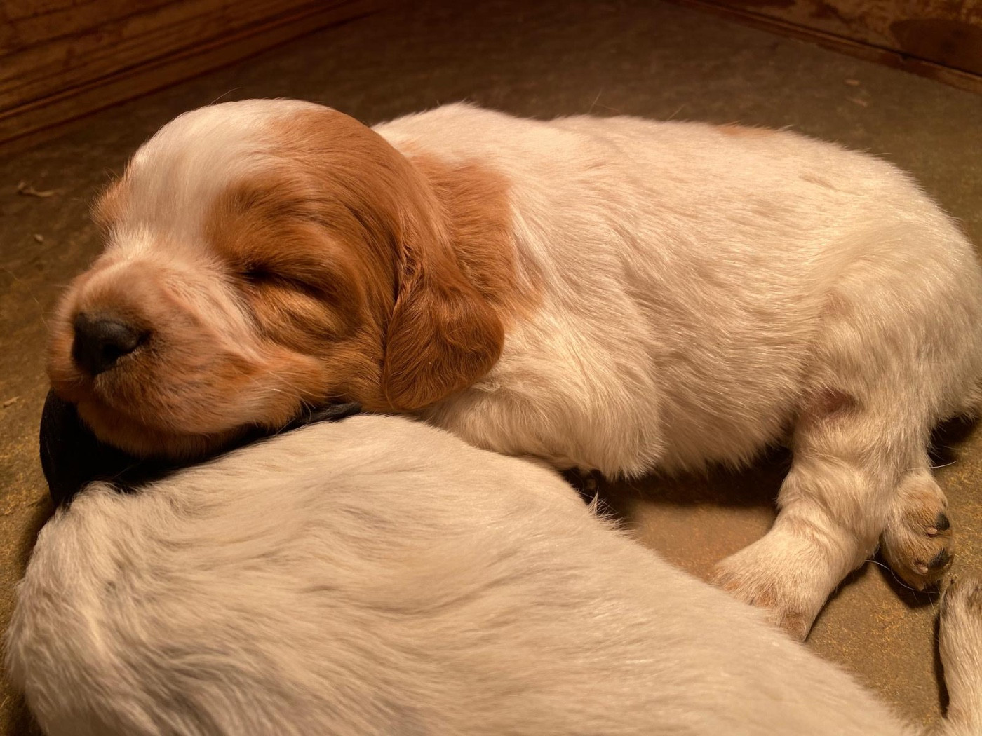 Du pays d'artois - Chiots disponibles - Epagneul Breton