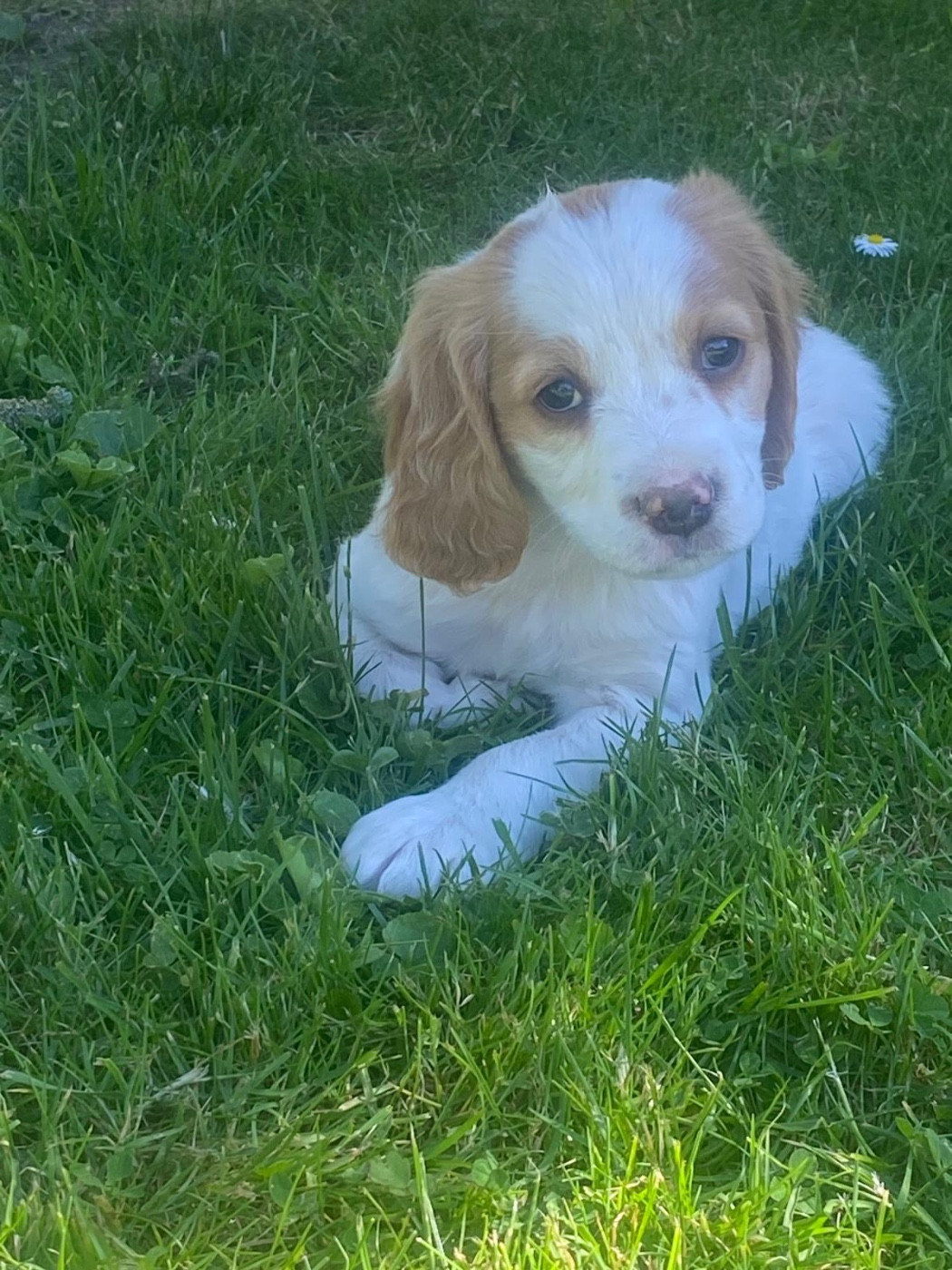 Du pays d'artois - Chiots disponibles - Epagneul Breton