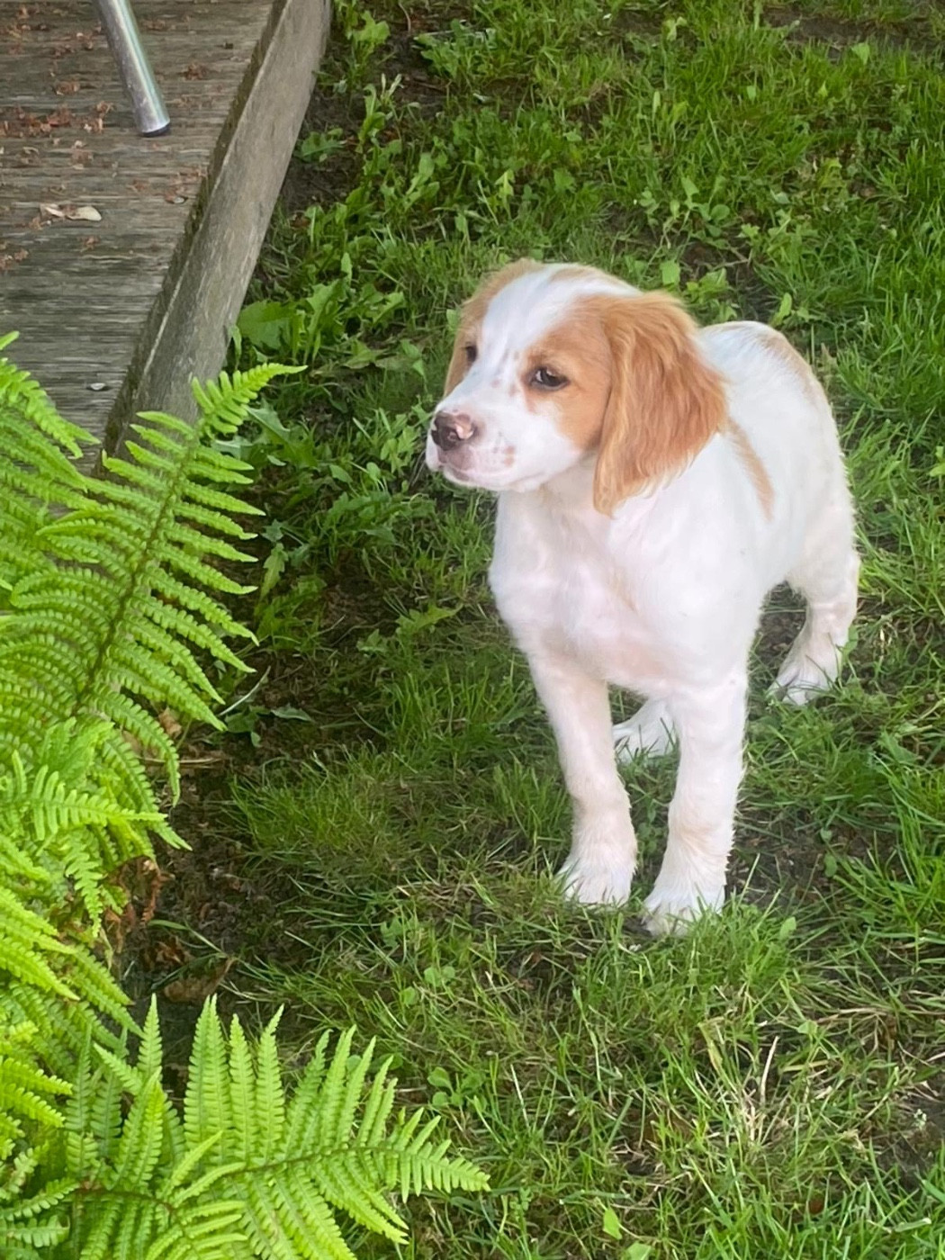 Du pays d'artois - Chiots disponibles - Epagneul Breton